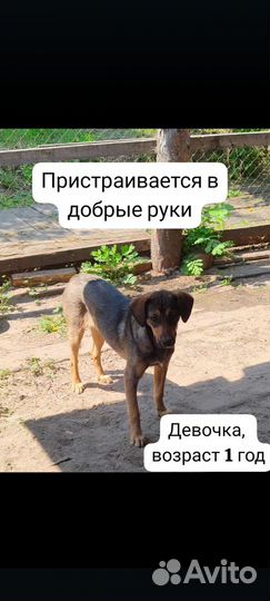 Пристраиваются в добрые руки собачки