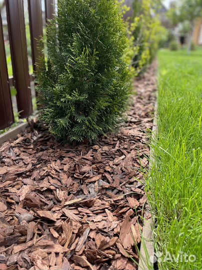 Кора лиственницы