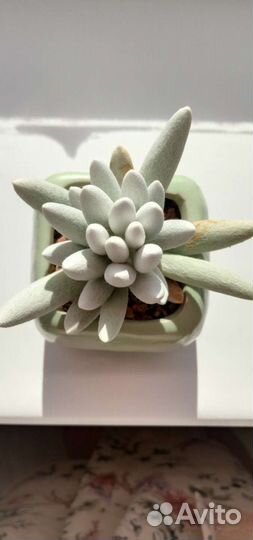 Суккуленты в ассортименте