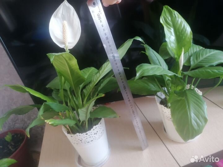 Спатифиллум