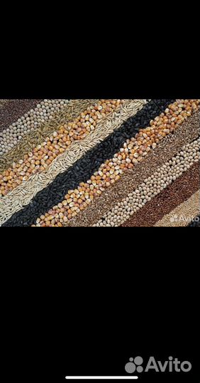 Зерно пшеница, Горох