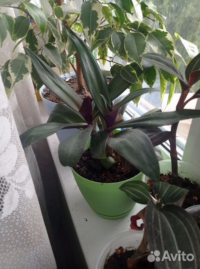 Продам излишки комнатных растений