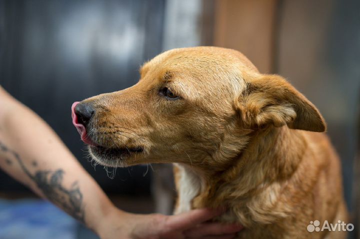 Пес в добрые руки