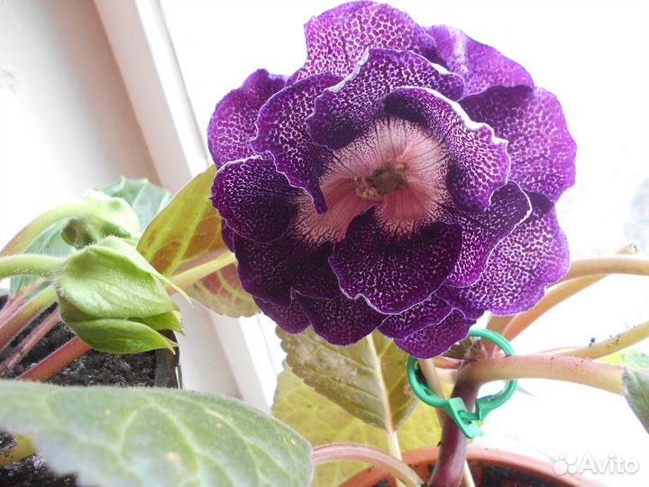 Продам цветы комнатные