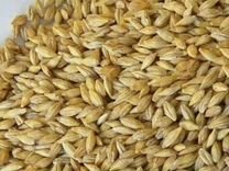 Овес ячмень пшеница, тритик�але