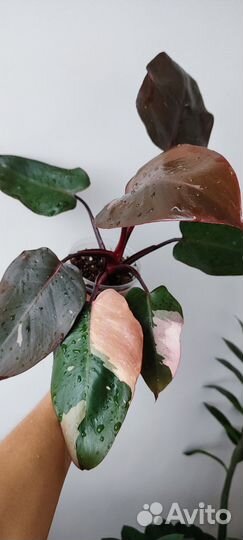 Филодендрон розовая принцесса