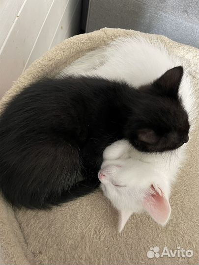 Котята белые и черные