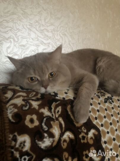 Шотландский кот на вязку