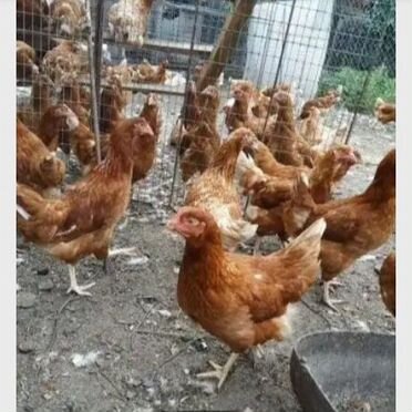 Несушки 11 мес. бесплатная доставка