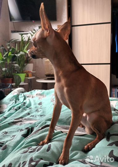 Вязка собак