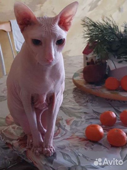 Передержка