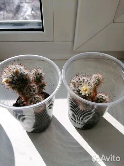 Кактус Мамилярия Пролифера (Побегоносная) цветущая