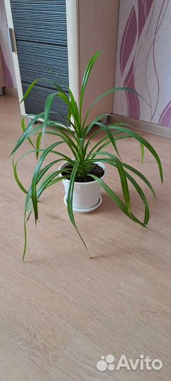 Цветок Пандан кровельный