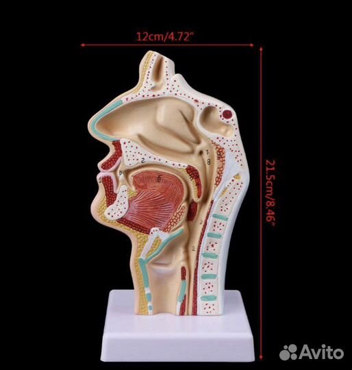 Анатомическая модель, строение носоглодки