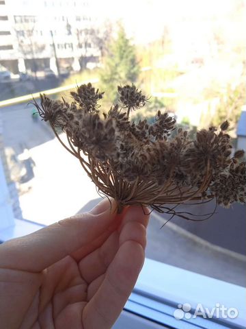 Семена моркови