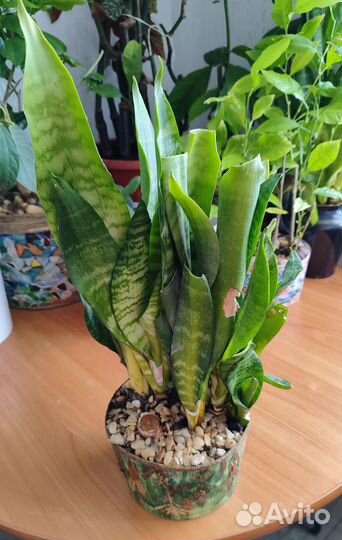 Комнатные растения