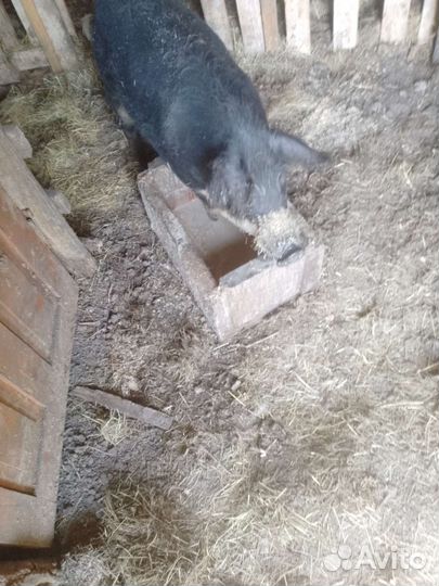 Овцы ягнята козы поросята крс