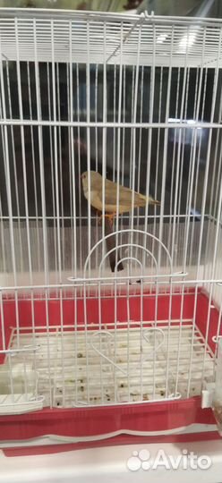 Амадин с клеткой