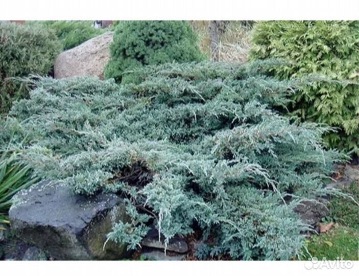 Можжевельник чешуйчатый Блю Карпет
