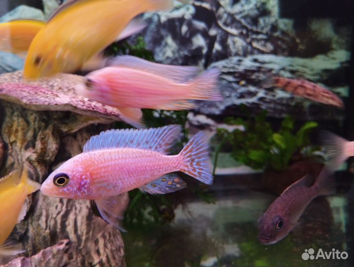 Аулонокара орхидея