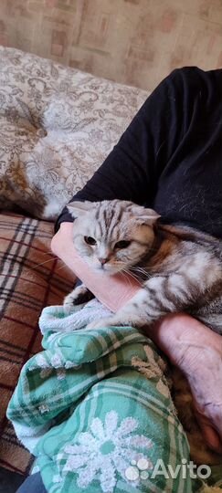 Бенгальская кошка