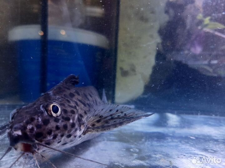 Сомик синодонтис