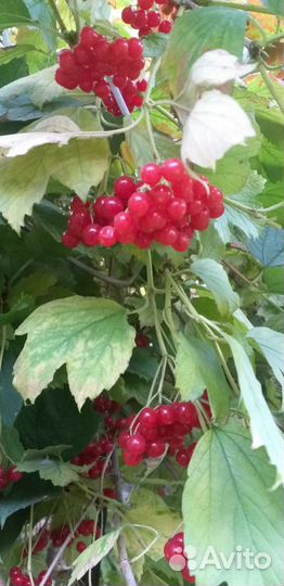 Плоды калины, боярышника, черёмухи