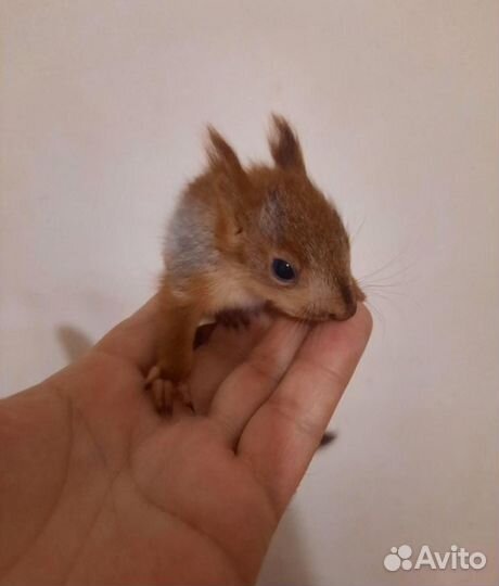 Ручные белки