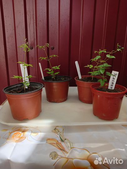 Саженцы клематиса 3 группы