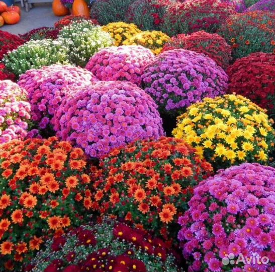 Хризантема мультифрола