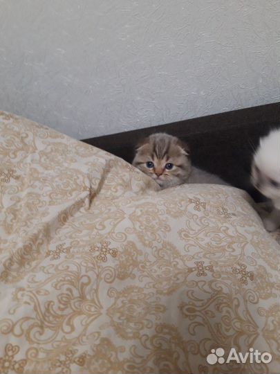 Британский кот вязка