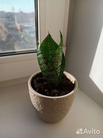 Сансевиерия