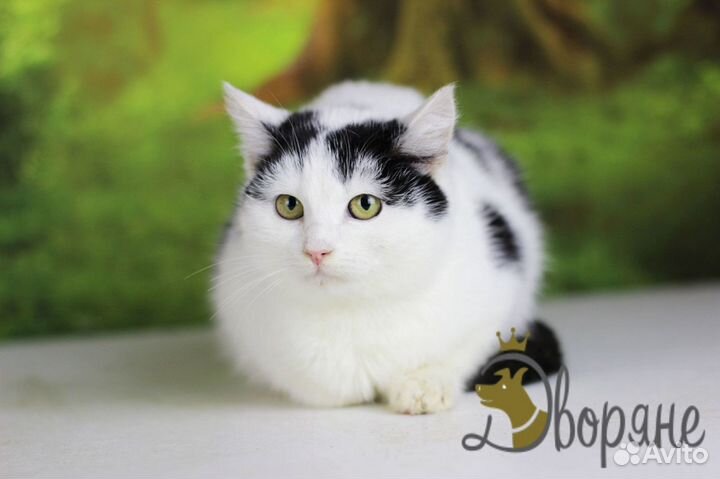 Красавица Снежка