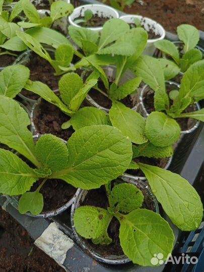 Рассада капусты пекинская, цветная