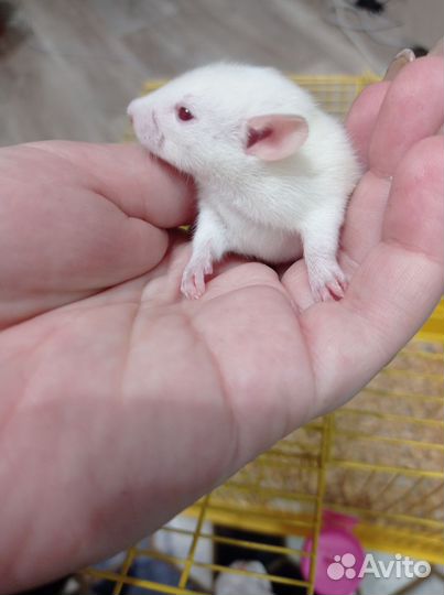 Крысята малыши