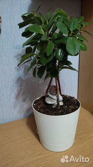 Фикус мокламе