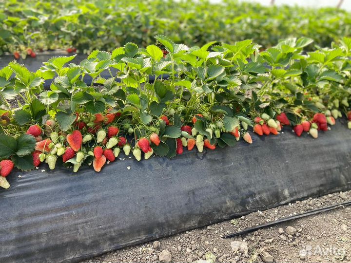 Рассада клубники