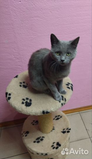 Метис британской и русской голубой