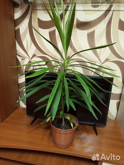 Пальма Юкка