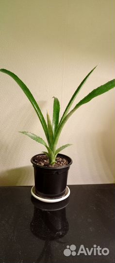 Бильбергия