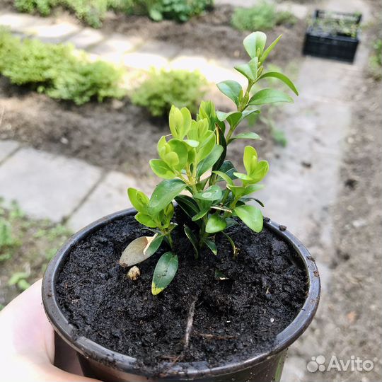 Бересклет, самшит