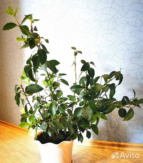 Лавр благородный 65 см