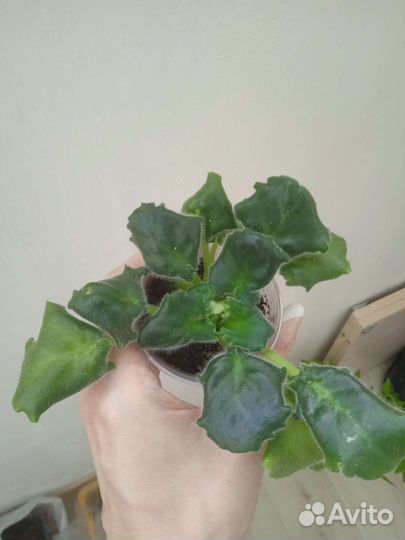 Фиалка ав-Лягушонок