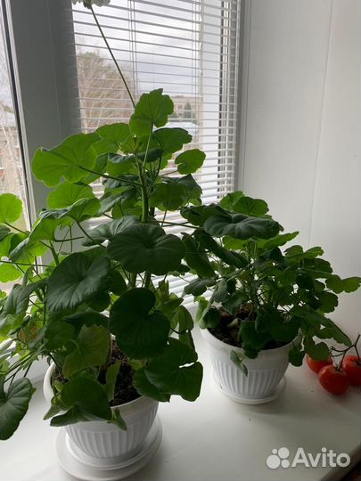 Герань пеларгония