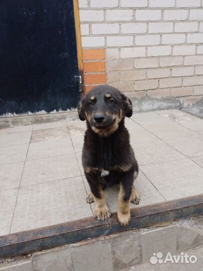Собака дворняжка щенок