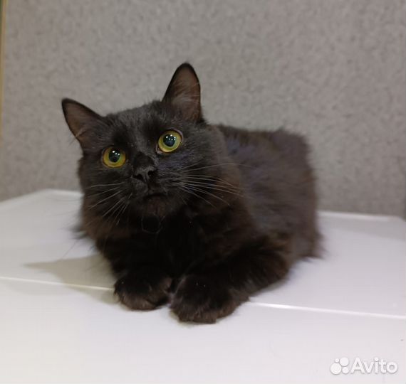 Котенок в дар