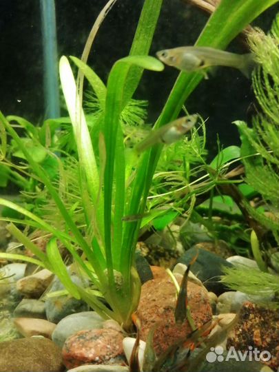 Аквариумные рыбки гуппи