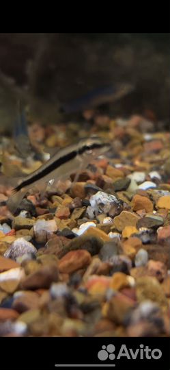 Водорослеед