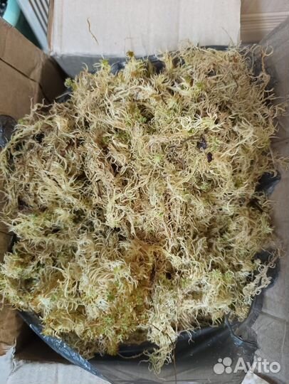 Мох сфагнум, интерьерный наполнитель