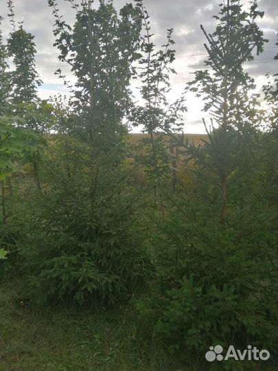 Ель, липа, клён, каштан